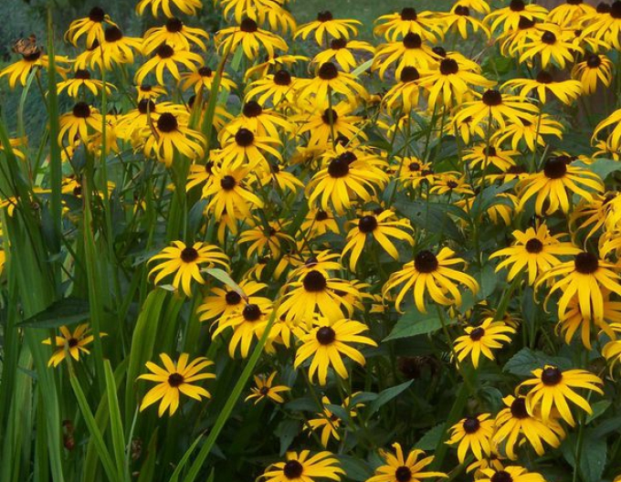 Rudbeckia Goldsturm 1l
