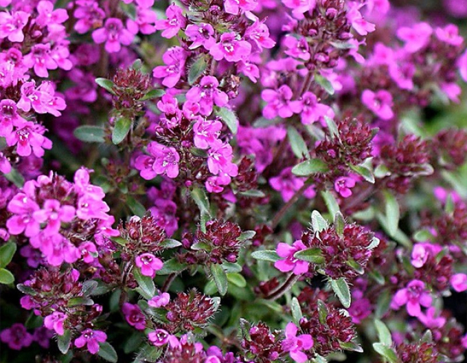 Teppich-Thymian ’Red Carpet’