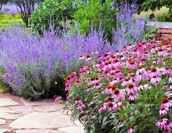 Blauraute Russian Sage