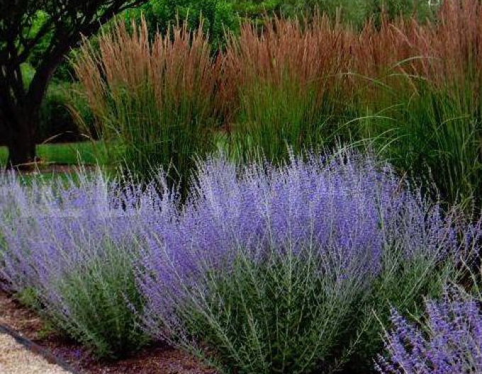 Blauraute Russian Sage