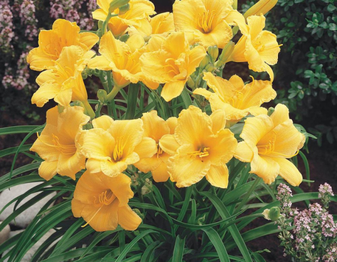 Taglilie Stella d´Oro