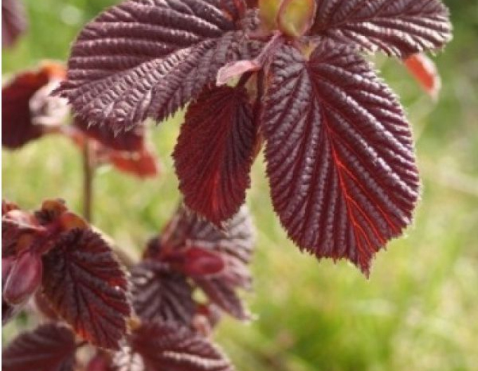 Hazelnuss Red Zeller