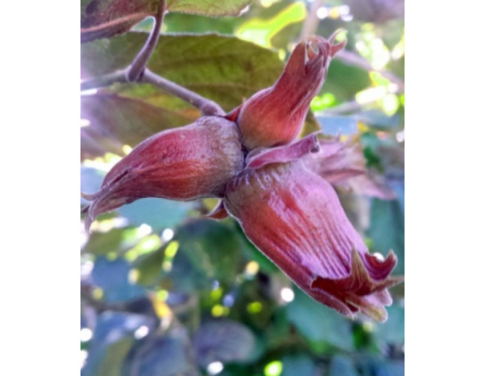 Hazelnuss Red Zeller