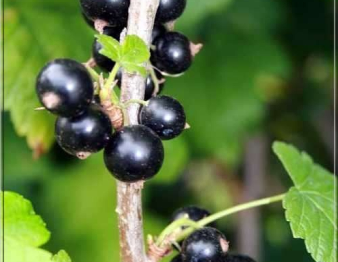 Schwarze Johannisbeere Ojebyn - Stämmchen, wurzelnackt