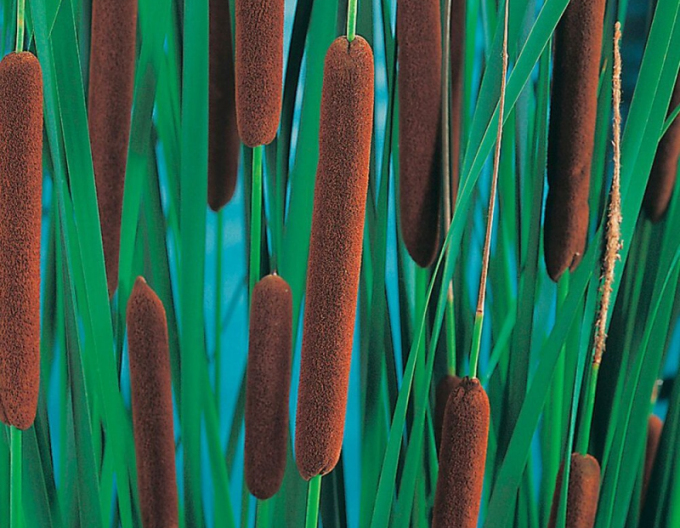 Schmalblättriger Rohrkolben