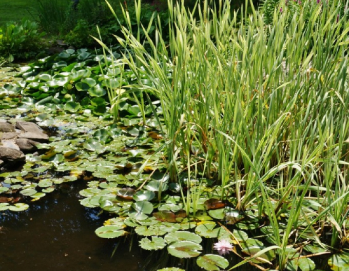 Breitblättriger Rohrkolben