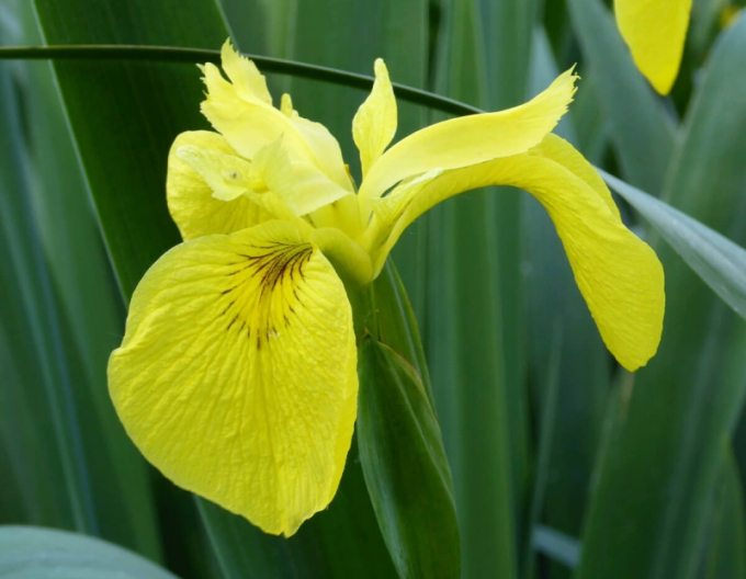 Iris gelb Variegata
