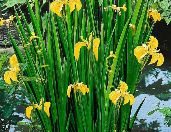 Iris gelb Variegata