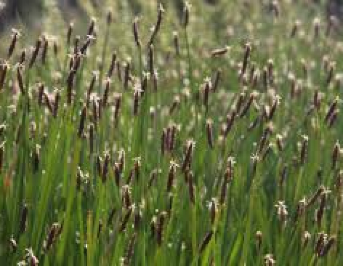 Gewöhnliche Sumpfbinse