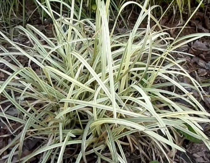 Gartensüßgras  Variegata