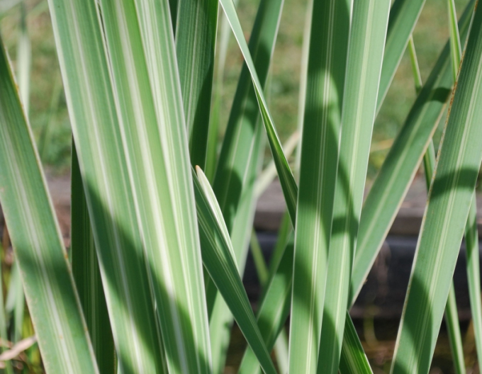 Breitblättriger Rohrkolben