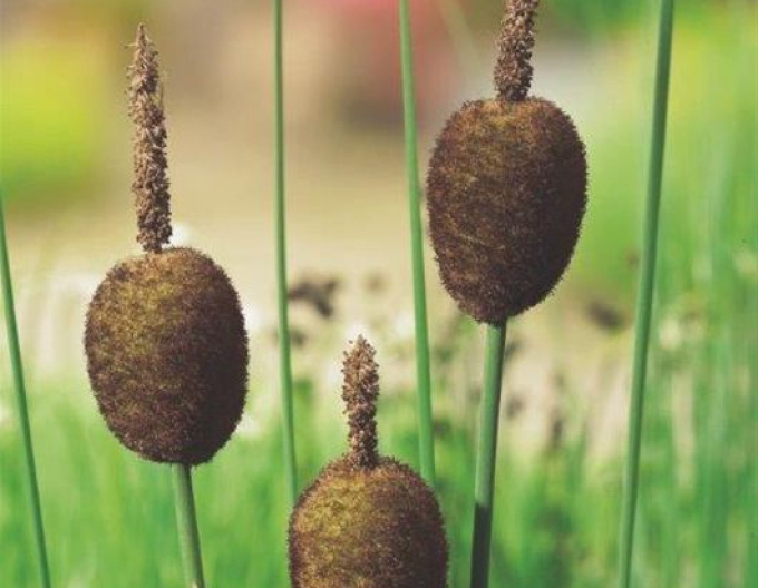 Kleinblättriger Rohrkolben