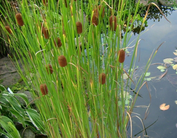 Kleinblättriger Rohrkolben