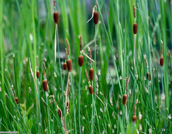 Kleinblättriger Rohrkolben