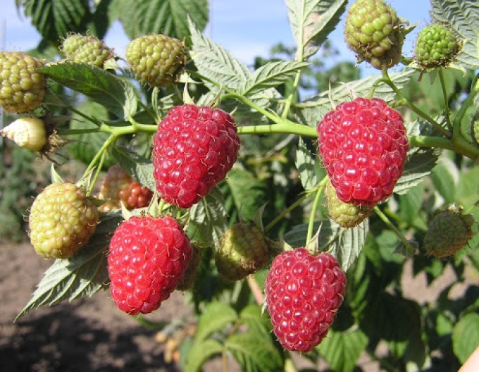 Rote Himbeere Autumn Bliss immertragende