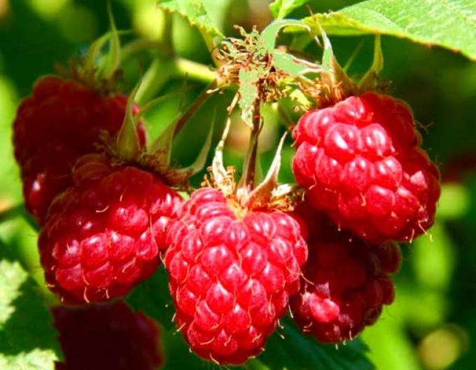 Rote Himbeere Willamette