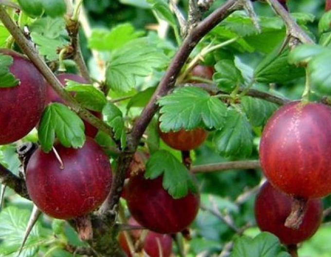 Rote Stachelbeere Captivator Strauch