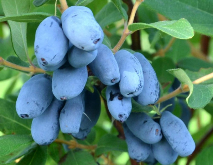 Sibirische Blaubeere Boreal Blizzard