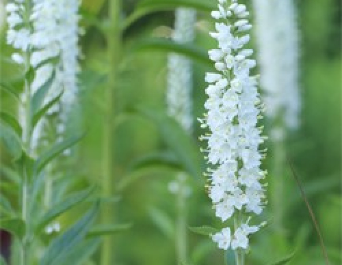 Veronika kobia Weiß