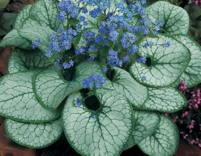 Brunnera Silver Heart