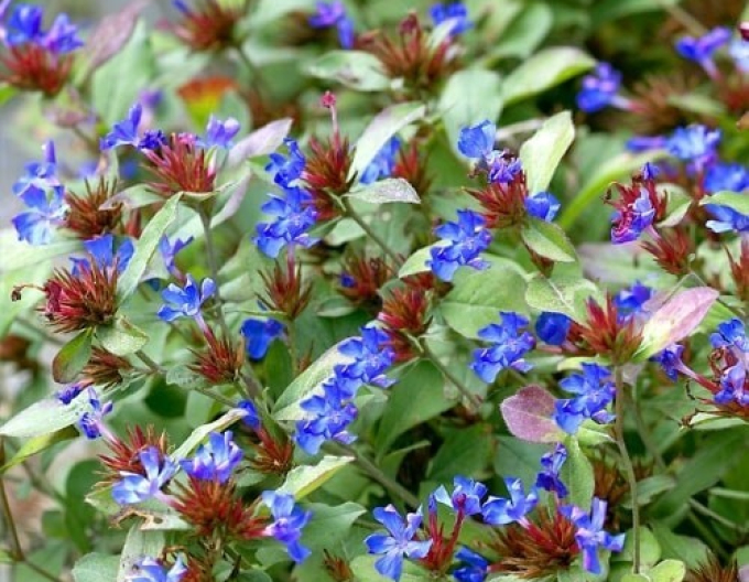 Chinesischer Bleiwurz