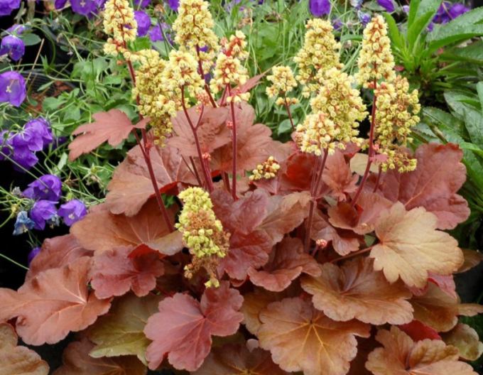 Heuchera Little Cutie Blondie