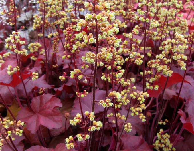 Heuchera Little Cutie Blondie