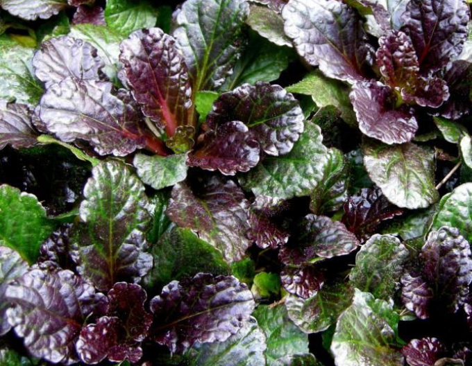 Schwarze Jakobsmuschel