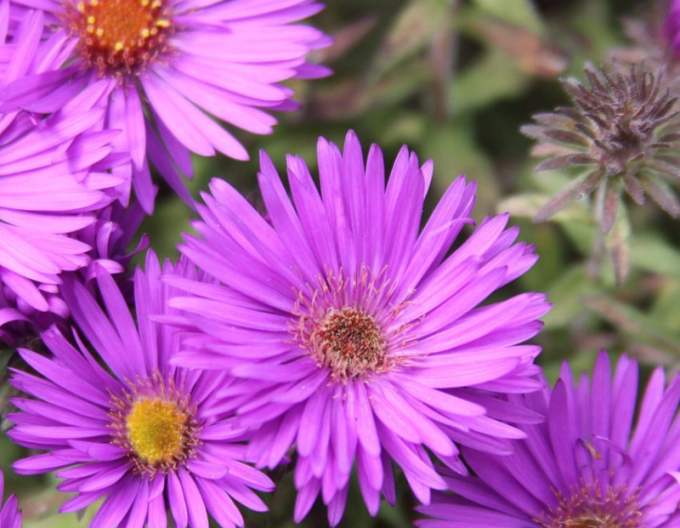 Aster Purple Dome