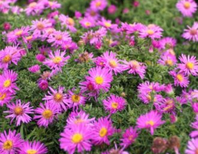 Aster Purple Dome