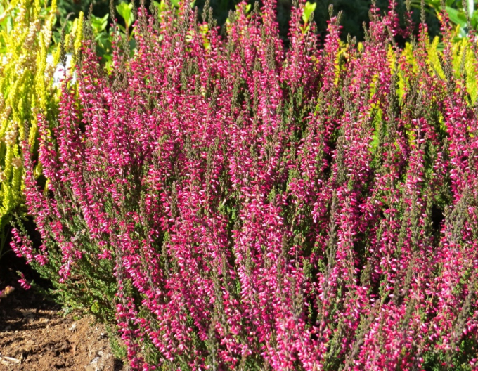 Heidekraut Aphrodite