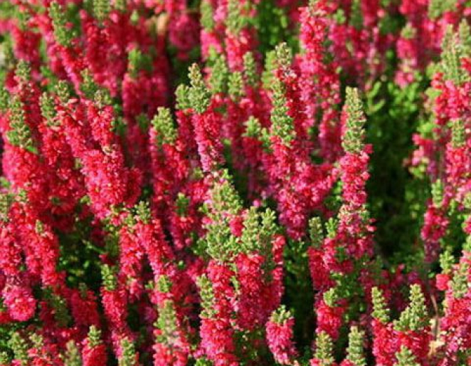 Heidekraut Dark Beauty