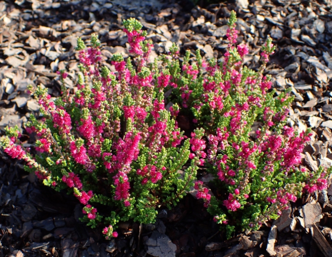 Heidekraut Dark Beauty