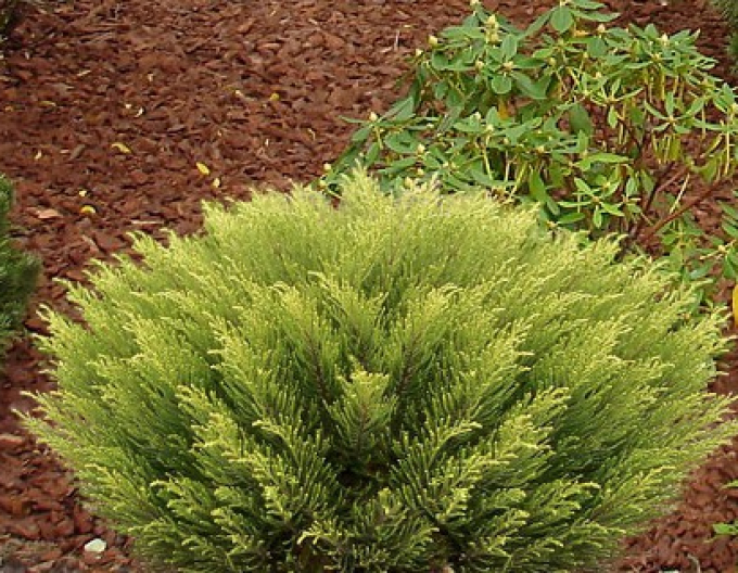 Strauchveronika Golden Esk