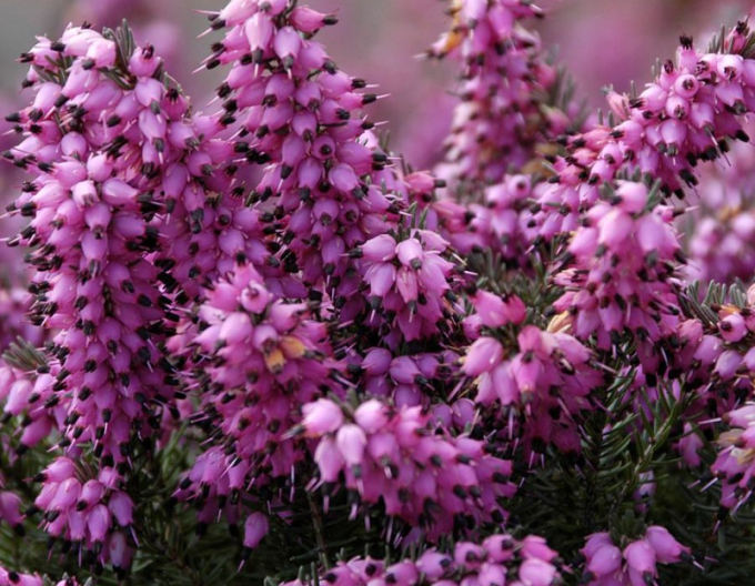 Irische Heidekraut Kramers Rote