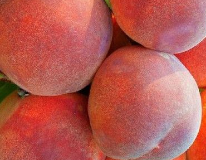 Pfirsich Dixired, auf GF677, wurzelnackt