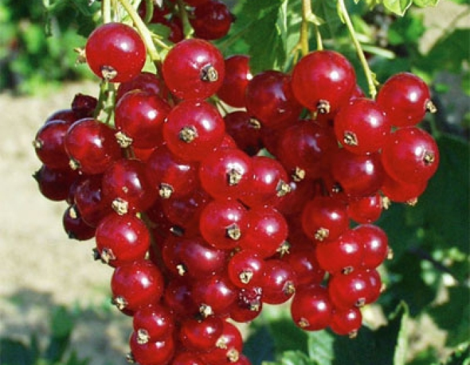 Rote Johannisbeere Tatran, Hochstämmchen, wurzelnackt