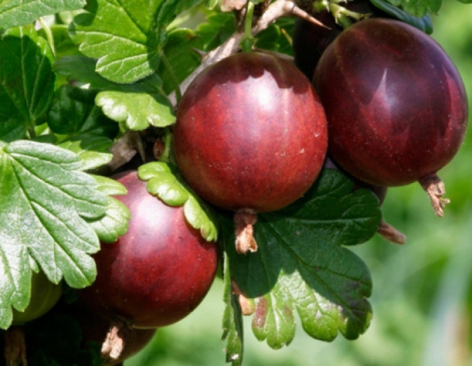 Stachelbeere Hinnonmaki Rot, Hochstämmchen, cont. 2l