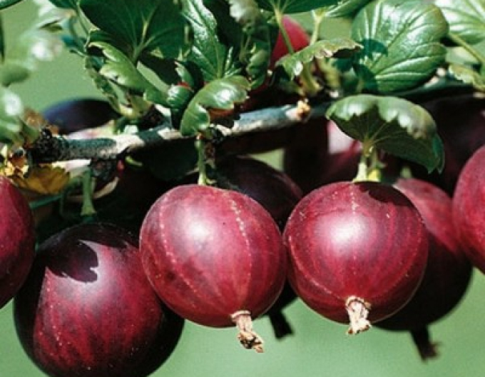 Stachelbeeren Rolonda - Stämmchen, wurzelnackt
