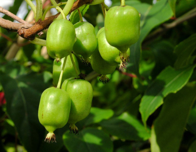 Mini-Kiwi Japsai - selbstbefruchtende