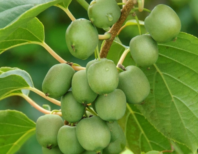 Mini-Kiwi Japsai - selbstbefruchtende