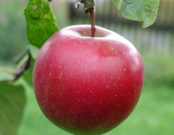 Winterapfelbaum Breaburn, Unterlage. MM106, frei.
