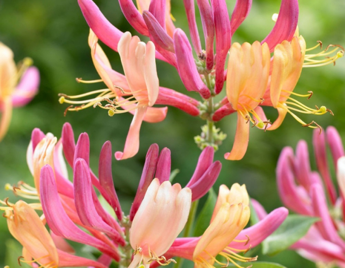 Feuer-Geißschlinge American Beauty