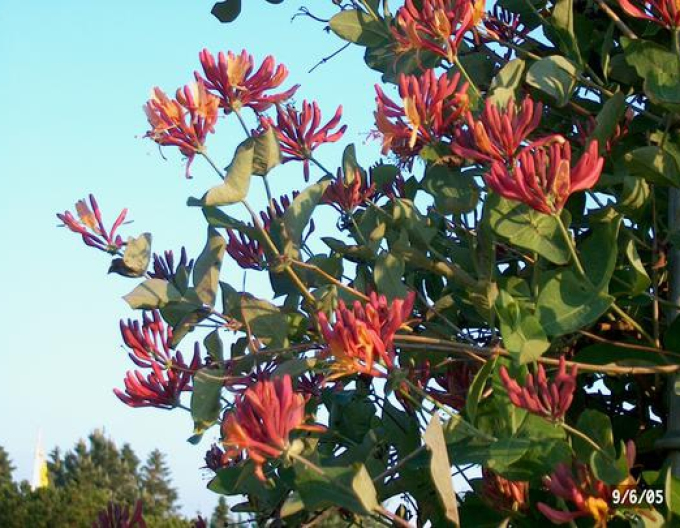 Feuer-Geißschlinge American Beauty