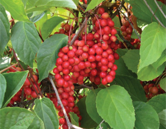 Chinesische Vitalbeere