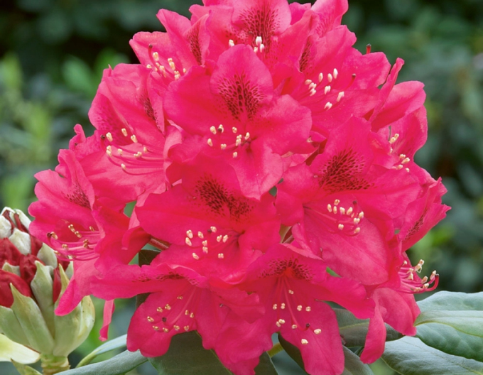 Rhododendron Nova Zembla