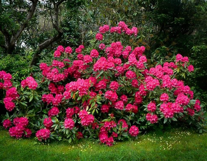 Rhododendron Nova Zembla