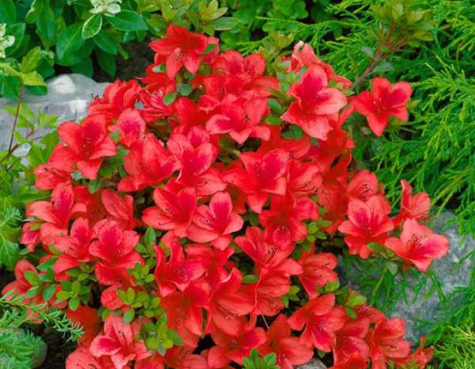 Japanische Azalee Johana