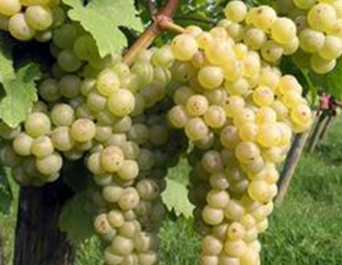 Tafeltrauben "Chrupka Weiss"