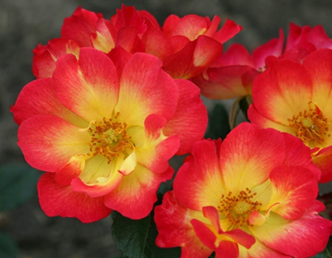 Rose Sommer der Liebe